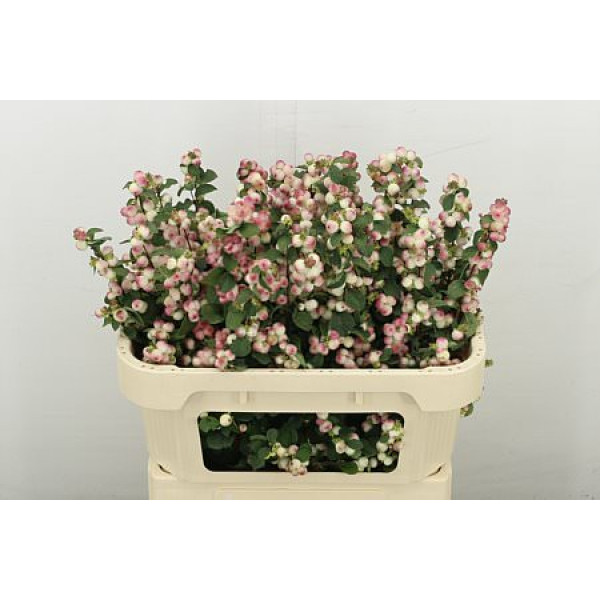 Sympho Mag Rose Ri Hood 70 cm A1