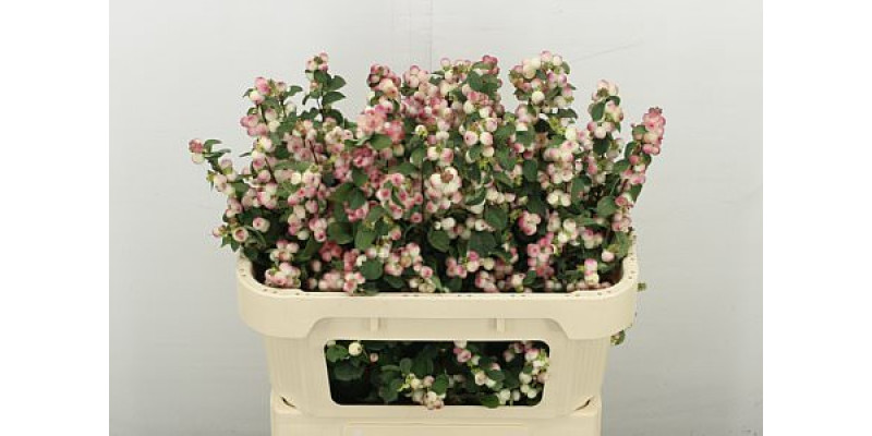 Sympho Mag Rose Ri Hood 70 cm A1