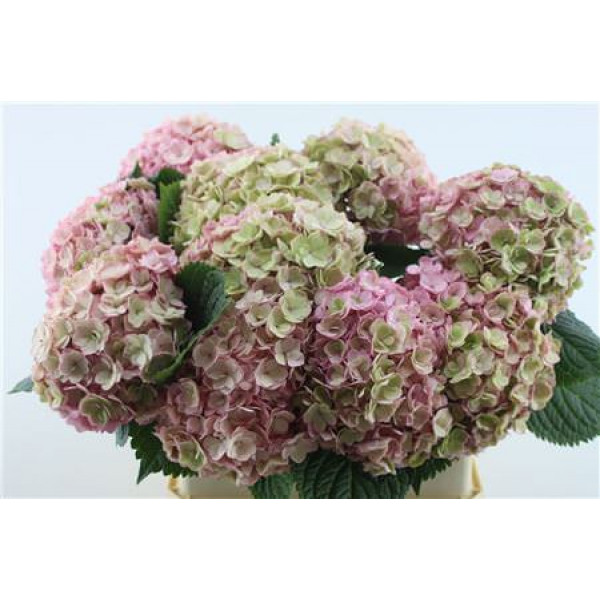 Hydrangea M Adora Cl 80-20 80cm A1