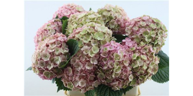 Hydrangea M Adora Cl 80-20 80cm A1