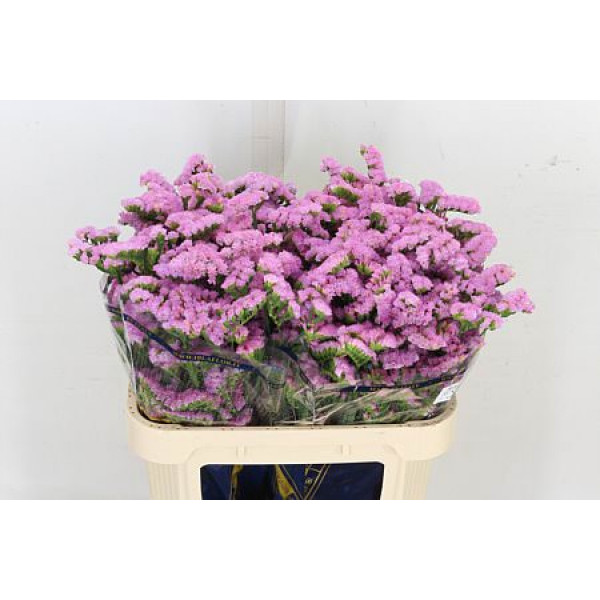 Limonium S Rosel Su Birds 70cm A1