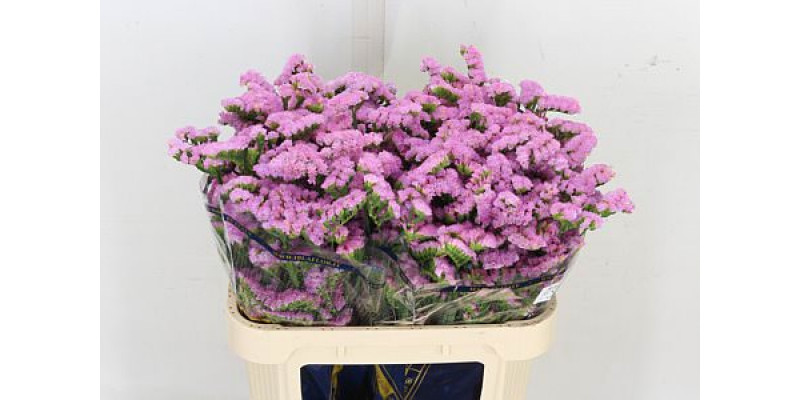 Limonium S Rosel Su Birds 70cm A1