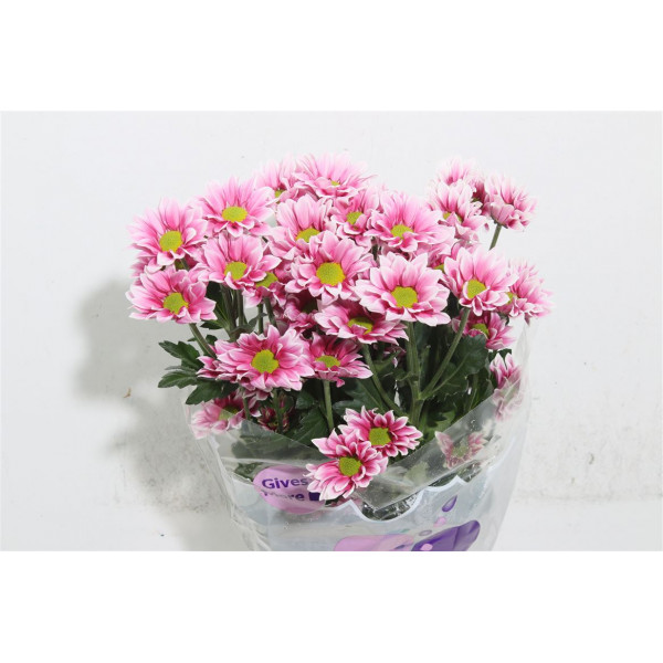 Chrysanthemums T Haydar Pink 70cm A1 Col-Pink