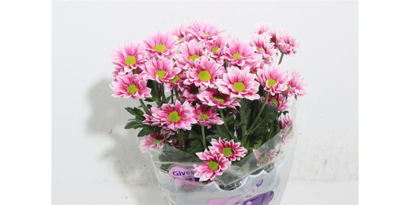 Chrysanthemums T Haydar Pink 70cm A1 Col-Pink