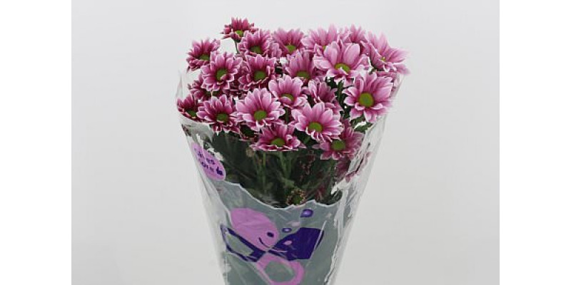 Chrysanthemums T Haydar Pink 70cm A1 Col-Pink