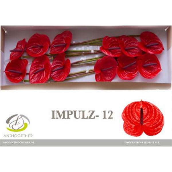 Anthurium A Impulz 12 A1