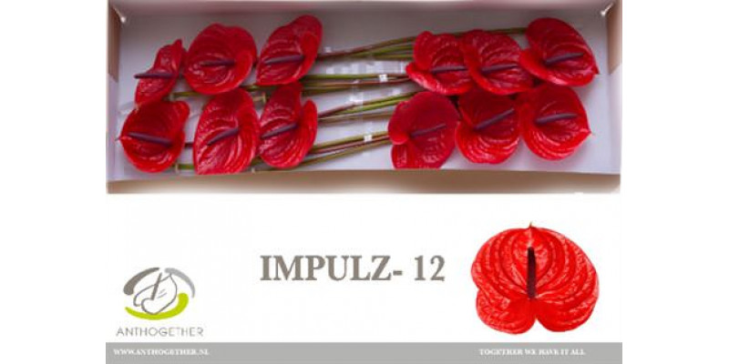 Anthurium A Impulz 12 A1