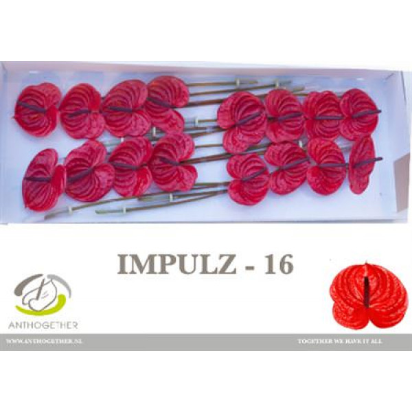 Anthurium A Impulz 16  A1