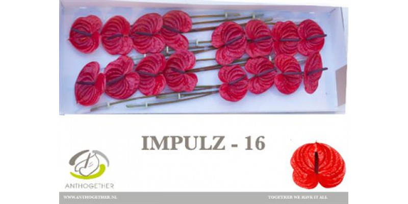 Anthurium A Impulz 16  A1