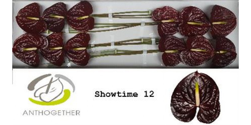 Anthurium A Showtime 12  A1