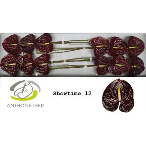 Anthurium A Showtime 12 0cm A1