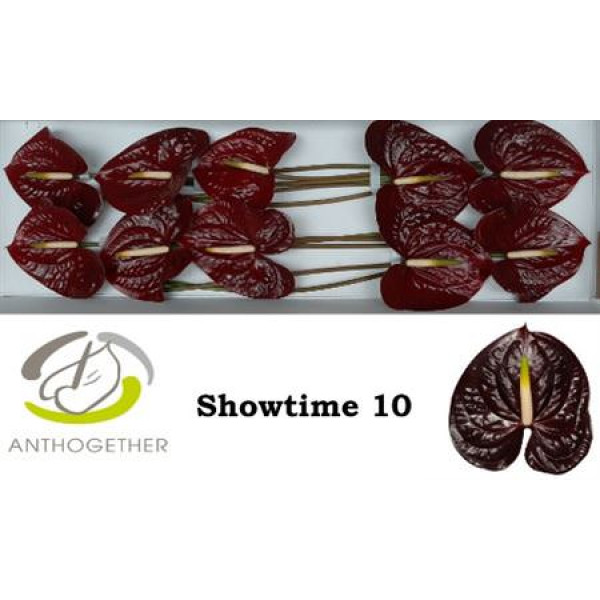 Anthurium A Showtime 10  A1