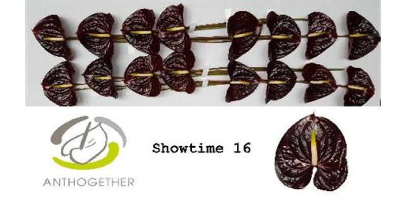 Anthurium A Showtime 16  A1