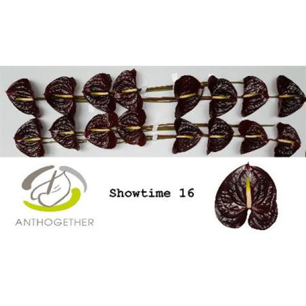 Anthurium A Showtime 20  A1