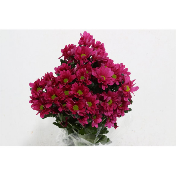 Chrysanthemums T Memphis Dark 70cm A1 Col-Purple