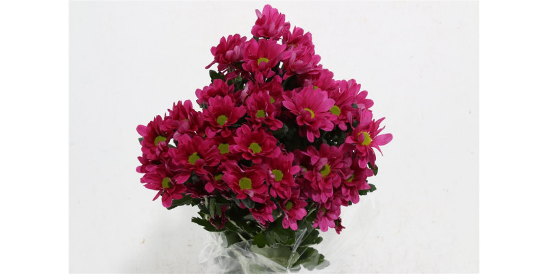 Chrysanthemums T Memphis Dark 70cm A1 Col-Purple