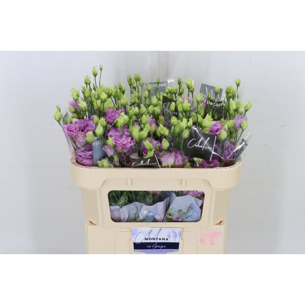 Lisianthus G Celeb Grape 70cm A1 Col-Milka