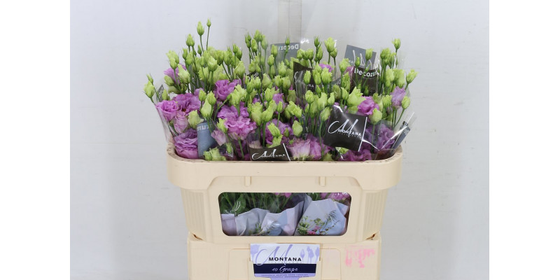 Lisianthus G Celeb Grape 70cm A1 Col-Milka