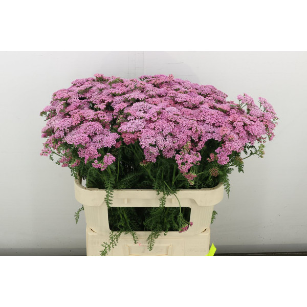Achil M Anita Dark 75 cm A1