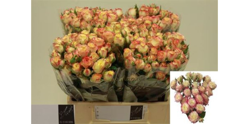 Rose Tr Candelicious 60cm A1