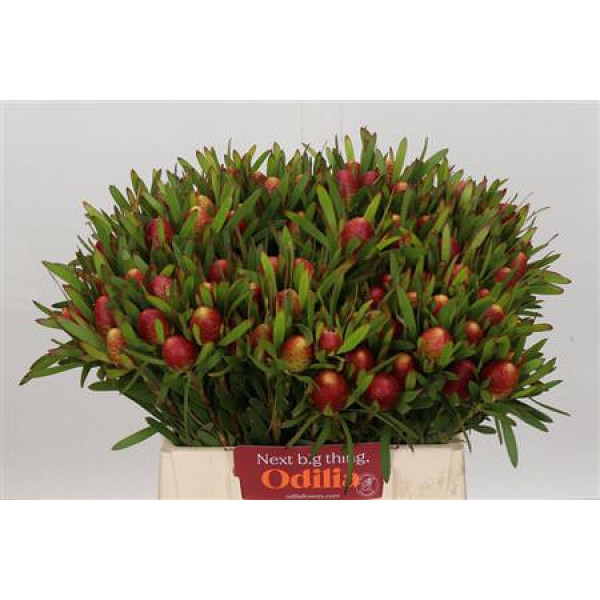 Leucadendron Ayoba Cherry Pearl 40cm A1