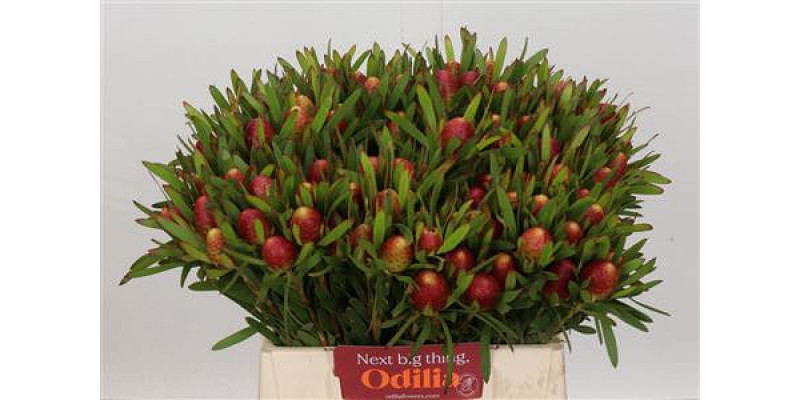 Leucadendron Ayoba Cherry Pearl 40cm A1