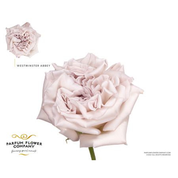 Rose Gr Parfum Westminster Abbey 50cm A1