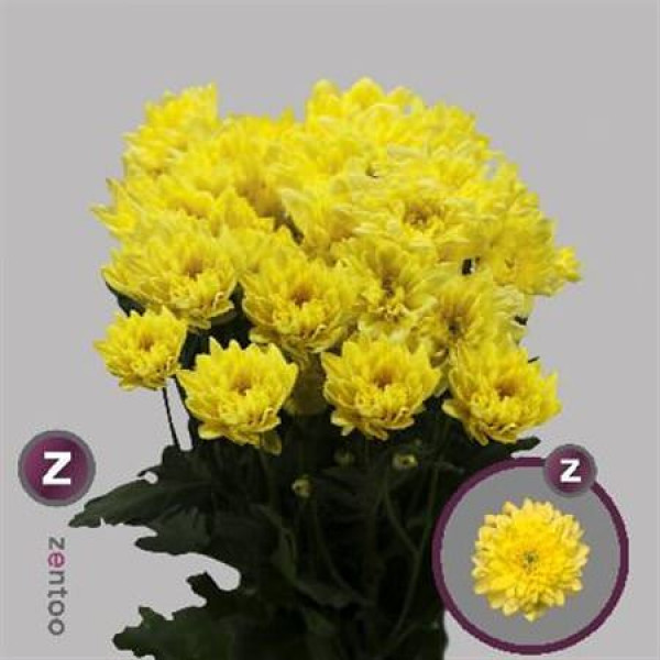 Chrysanthemums T Pina Colada Ye 70cm A1 Col-Yellow