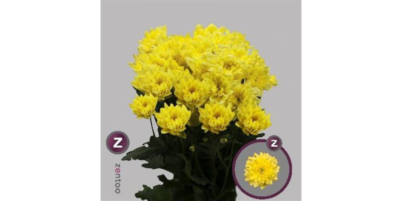 Chrysanthemums T Pina Colada Ye 70cm A1 Col-Yellow