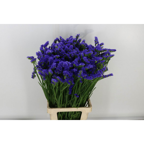 Limonium S Levis Wings 80 A1Blue