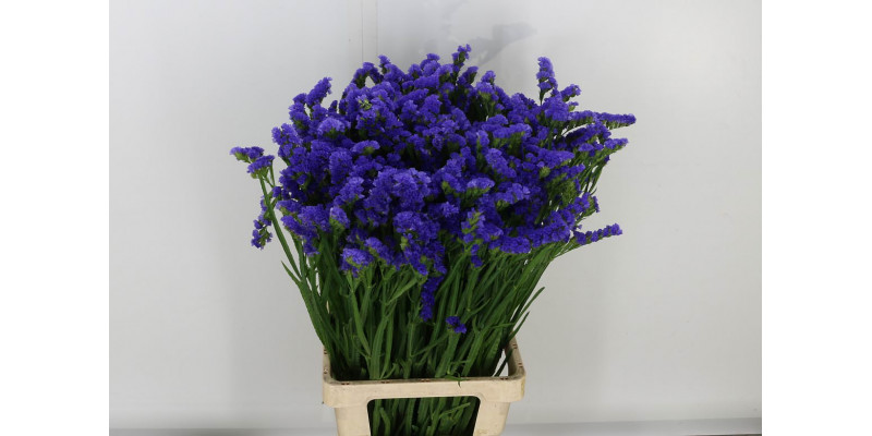 Limonium S Levis Wings 80 A1Blue