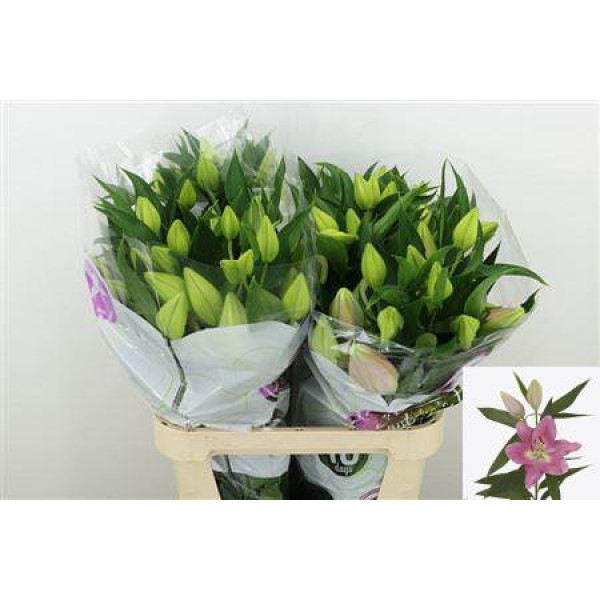 Lillys Or Praiano 4+ 90 cm A1