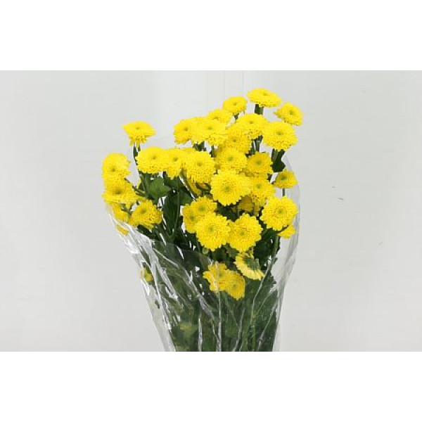 Chrysanthemums T Coconut Yel 70cm A1