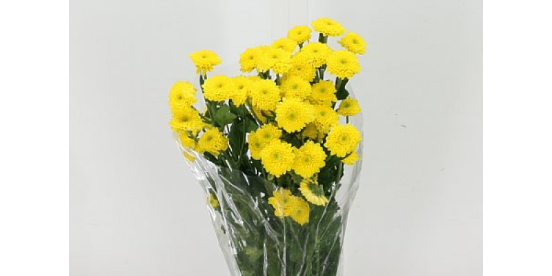 Chrysanthemums T Coconut Yel 70cm A1