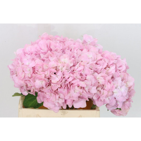 Hydrangea M Dream 80cm A1 Col-Pink