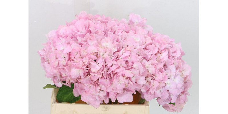 Hydrangea M Dream 80cm A1 Col-Pink