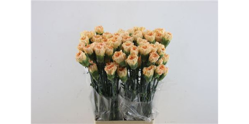 Dianthus St Crimea 70 