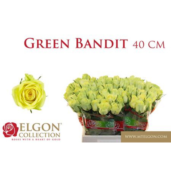 Rose Gr Green Bandit 40cm A1