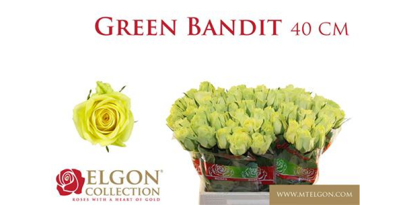 Rose Gr Green Bandit 40cm A1