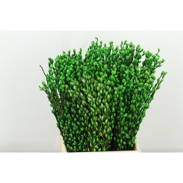 Salix Klbh Green 50cm 50 A1Purple