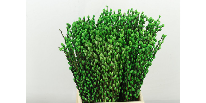 Salix Klbh Green 50cm 50 A1Purple