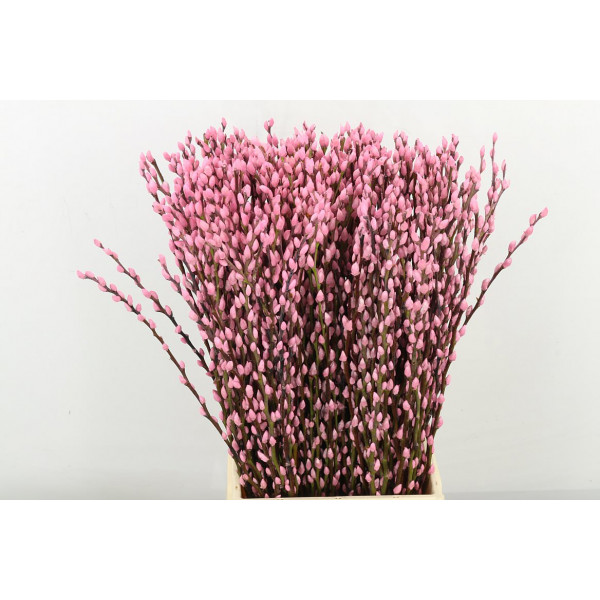 Salix Klbh Pink 60cm 60 A1Purple