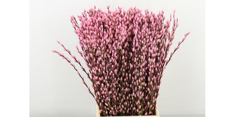 Salix Klbh Pink 60cm 60 A1Purple