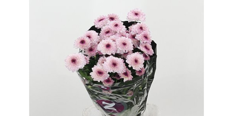 Chrysanthemums T Abbey 70cm A1 Col-Pink