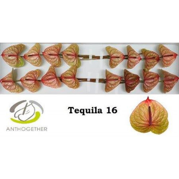 Anthurium Tequila X16 16cm 16 Col-Cream