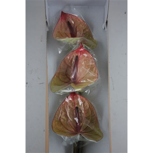 Anthurium Tequila Half 6cm A1