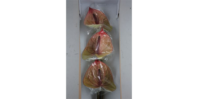 Anthurium Tequila Half 6cm A1