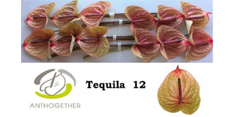 Anthurium A Tequila 12 A1