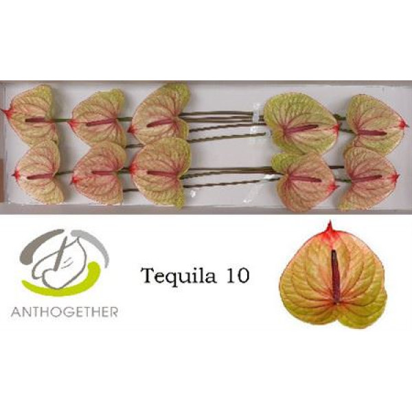 Anthurium A Tequila 10  A1