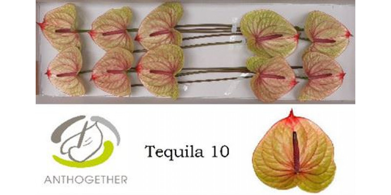 Anthurium A Tequila 10  A1